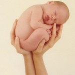 bebis___26549046