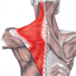 trapezius.jpg1