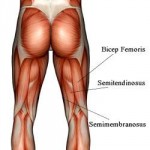 hamstrings_47153971